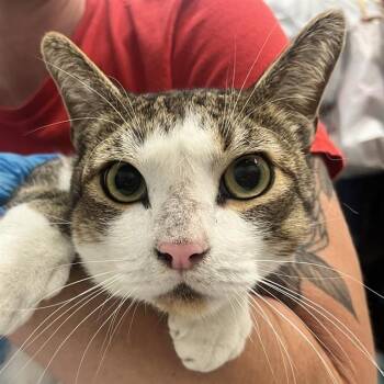 MILO -  Domestic Short Hair Cat for Adoption in Alameda, California - MILO | PetCurious