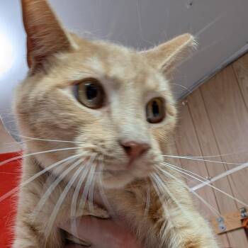 Domestic Short Hair Cats Available for Adoption - Stefano | PetCurious