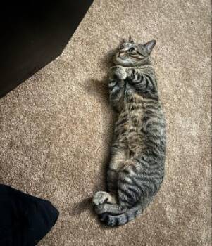Meatball -  Domestic Short Hair Cat for Adoption in Fairfax, Virginia - Meatball | PetCurious