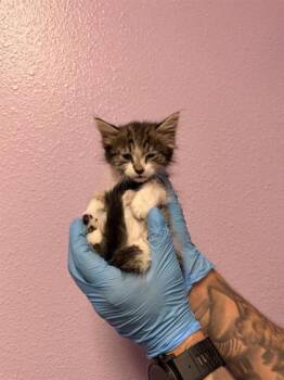 Domestic Short Hair Cats Available for Adoption in El Paso, Texas - 61055984 | PetCurious