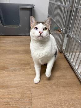 Rescue Domestic Short Hair Cats for Adoption in Corpus Christi, Texas - Mistletoe | PetCurious