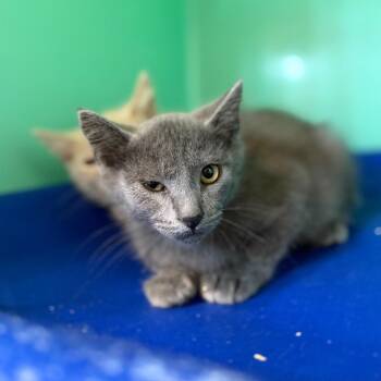 Tornado -  Domestic Short Hair Cat for Adoption in Spanish Fork, Utah - Tornado | PetCurious