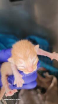 Domestic Long Hair Cats Available for Adoption - ORANGIE | PetCurious