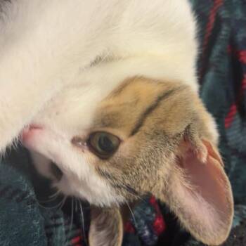 Clyde (m) 9mths old tabby & white -  Domestic Short Hair Cat Available for Adoption in Ottawa, Ontario - Clyde (m) 9mths Old Tabby & White | PetCurious