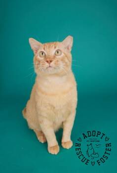 Valentino -  Domestic Short Hair Cat for Adoption in San Leon, Texas - Valentino | PetCurious