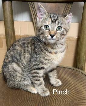Rescue Domestic Short Hair Cats for Adoption in Louisa, Virginia - Pinch | PetCurious