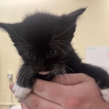 Domestic Short Hair Cats Available for Adoption in Park City, Utah - Radish | PetCurious