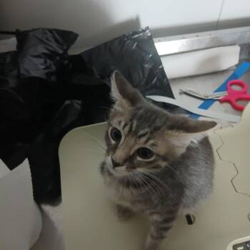 Rascal -  Domestic Short Hair Cat for Adoption in Lakeland, Florida - Rascal | PetCurious