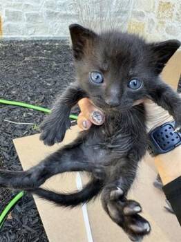 A656054 -  Domestic Short Hair Cat for Adoption in Houston, Texas - A656054 | PetCurious