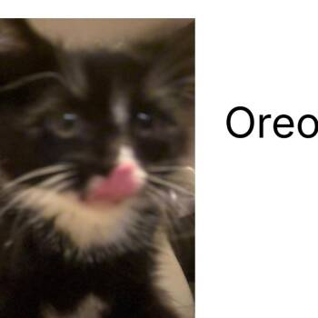Oreo -  Domestic Short Hair Cat for Adoption in Layton, Utah - Oreo | PetCurious
