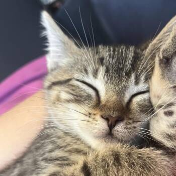 Sriracha -  Domestic Short Hair Cat for Adoption in West Olive, Michigan - Sriracha | PetCurious