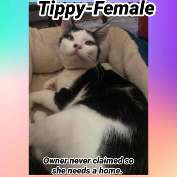 Tippy -  Domestic Short Hair Cat Available for Adoption in Liberty, New York - Tippy | PetCurious