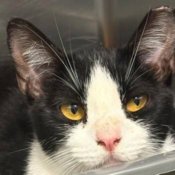 Victoria -  Domestic Short Hair Cat for Adoption in East Hanover, New Jersey - Victoria | PetCurious