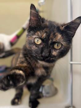 Domestic Short Hair Cats Available for Adoption - Dianne | PetCurious