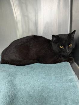 Noir -  Domestic Short Hair Cat Available for Adoption in La Porte, Indiana - Noir | PetCurious