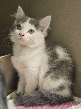 FAJITA -  Domestic Medium Hair Cat for Adoption in Clyde, North Carolina - FAJITA | PetCurious