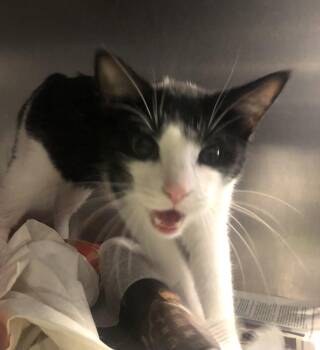 Domestic Short Hair Cats Available for Adoption in Parma, Ohio - Kitty Meow | PetCurious