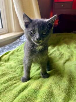 Domestic Short Hair Cats Available for Adoption - Tima | PetCurious