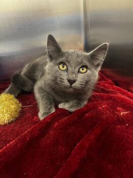 Madonna -  Domestic Short Hair Cat for Adoption in Yorkville, Illinois - Madonna | PetCurious