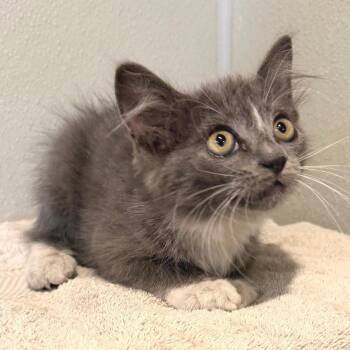 IVHS-Stray-143268 -  Domestic Medium Hair Cat for Adoption in San Gabriel, California - IVHS-Stray-143268 | PetCurious