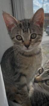 Emmi -  Tabby Cat for Adoption in San Antonio, Texas - Emmi | PetCurious