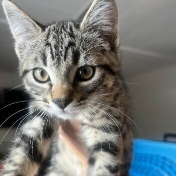Houdini -  Domestic Short Hair Cat for Adoption in Allentown, Pennsylvania - Houdini | PetCurious
