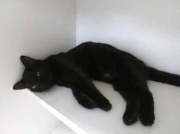 Rescue Domestic Short Hair Cats for Adoption in Savannah, Georgia - Tweedledum | PetCurious