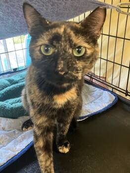 Rescue Domestic Short Hair Cats for Adoption in Lunenburg, Massachusetts - Greta | PetCurious