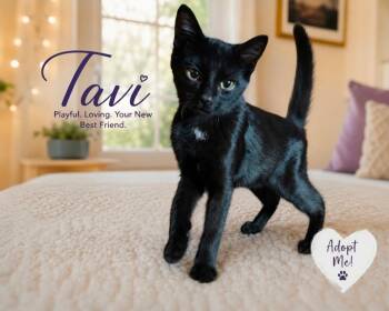 Tavi -  Domestic Short Hair Cat for Adoption in San Diego, California - Tavi | PetCurious