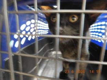 Nightime -  Domestic Short Hair Cat for Adoption in North Richland Hills, Texas - Nightime | PetCurious