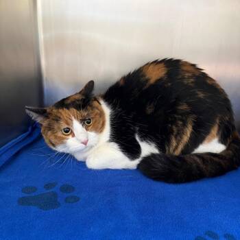 Mia -  Domestic Short Hair Cat for Adoption in Council Bluffs, Iowa - Mia | PetCurious