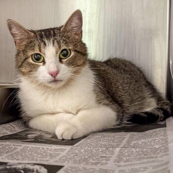 Domestic Short Hair Cats Available for Adoption in Kennebunk, Maine - Daisy | PetCurious