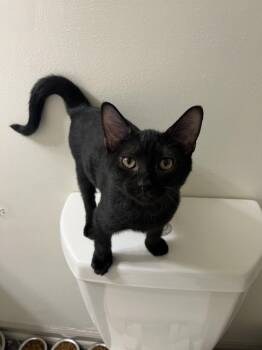 Tiny -  Domestic Short Hair Cat for Adoption in Columbia, South Carolina - Tiny | PetCurious