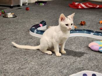 Stud Muffin -  Domestic Short Hair Cat for Adoption in Wheaton, Illinois - Stud Muffin | PetCurious