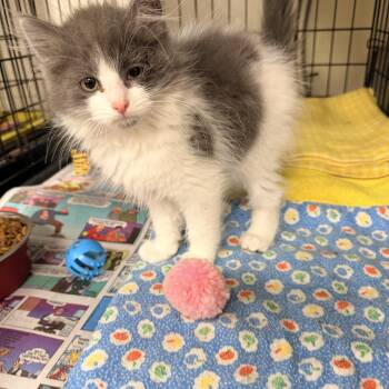 Chip -  Domestic Long Hair Cat for Adoption in Logan, Ohio - Chip | PetCurious