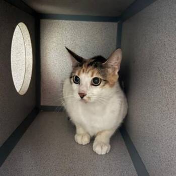 Domestic Short Hair Cats Available for Adoption in Fairfax, Virginia - Rosalind | PetCurious