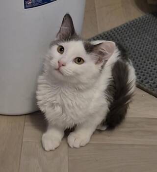 Rescue Domestic Medium Hair Cats for Adoption in Chandler, Arizona - Halo Breeze | PetCurious