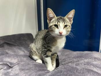 Hanna-ford -  Domestic Short Hair and Tabby Cat for Adoption in Powell, Ohio - Hanna-ford | PetCurious