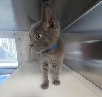 Cannoli -  Domestic Short Hair Cat for Adoption in Westland, Michigan - Cannoli | PetCurious