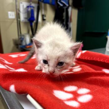 Domestic Short Hair Cats Available for Adoption in Pauls Valley, Oklahoma - Sierra | PetCurious
