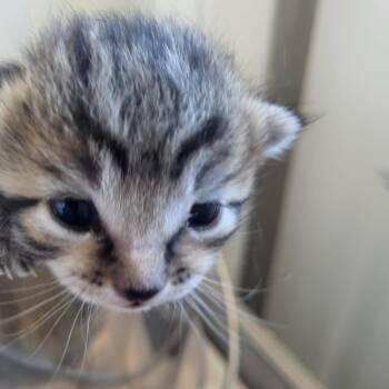 Wibble -  Domestic Medium Hair Cat for Adoption in Kanab, Utah - Wibble | PetCurious