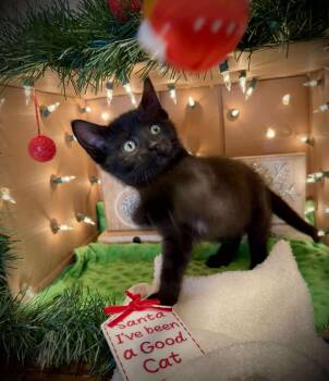 Johnna - Adorable and affectionate -  Domestic Medium Hair Cat for Adoption in Muskego, Wisconsin - Johnna - Adorable And Affectionate | PetCurious