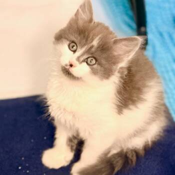 Domestic Short Hair Cats Available for Adoption in Chesapeake, Virginia - Byte | PetCurious