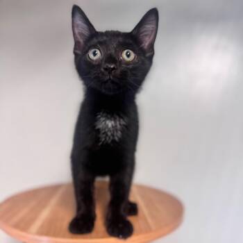 Ghoul -  Domestic Short Hair Cat for Adoption in Brownsboro, Alabama - Ghoul | PetCurious