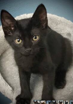 Nate -  Bombay and Domestic Short Hair Cat for Adoption in San Antonio, Texas - Nate | PetCurious