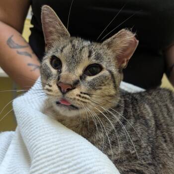 Latte -  Domestic Short Hair Cat Available for Adoption in Walker, Michigan - Latte | PetCurious