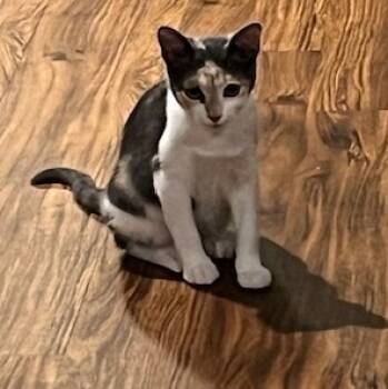 Rescue Domestic Short Hair Cats for Adoption in Magnolia, Texas - Wisteria | PetCurious