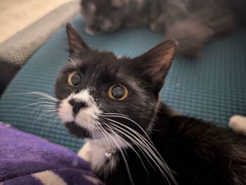 Rescue Domestic Short Hair Cats for Adoption in Herndon, Virginia - Millie | PetCurious