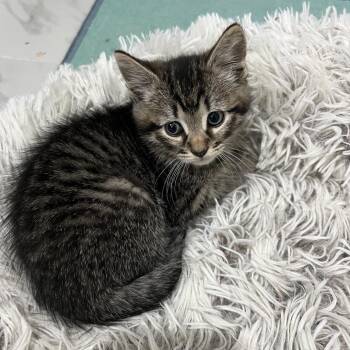 Pepper Ramishvili (Mia kitten) -  Domestic Short Hair Cat for Adoption in Merrifield, Virginia - Pepper Ramishvili (Mia Kitten) | PetCurious