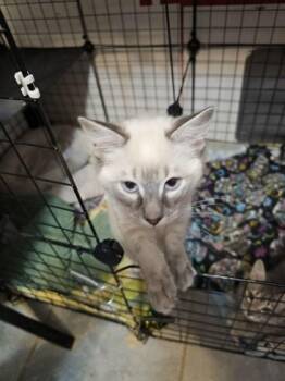 Siamese and Domestic Long Hair Cats Available for Adoption in Baltimore, Maryland - Thyra (Viking Sisters Litter) | PetCurious